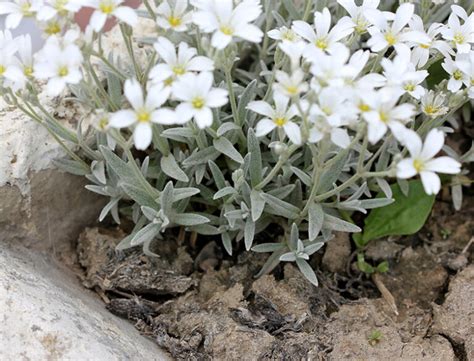 Cerastium Tomentosum Guide How To Grow Care For Snow In Summer