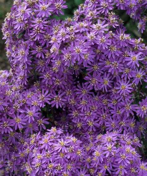 Best Coastal Plants 21 Top Choices That Will Thrive Near The Ocean