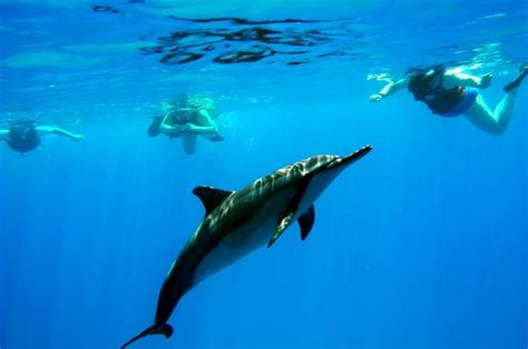 Wild Dolphin Encounters in Hawaii