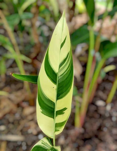 Variegated Heliconia Psittacorum Lady Di Live Etsy