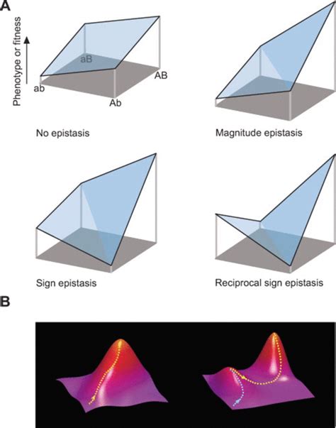 Relationship Between Epistasis And Landscape Ruggedness A Schematic