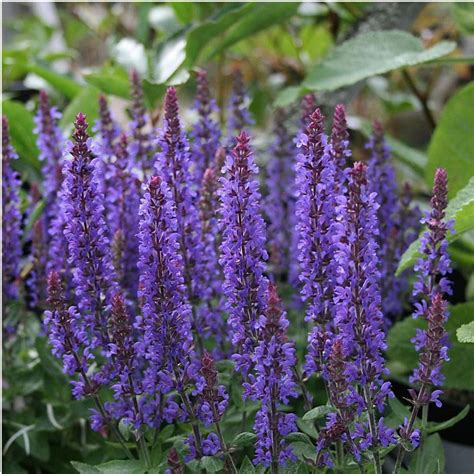 Salvia Nemorosa Sensation Blue Perennial Plants Arboretum Garden