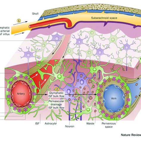 Pdf The Paravascular Pathway For Brain Waste Clearance Current