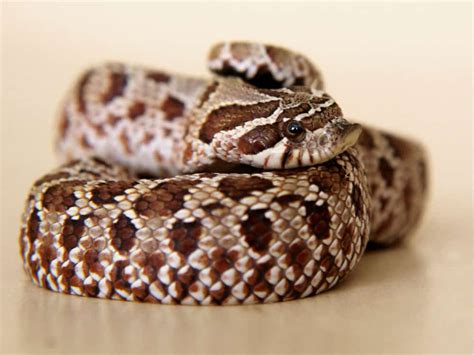 Hognose Snake Care Sheet: Diet, Habitat, and More | Critters Aplenty