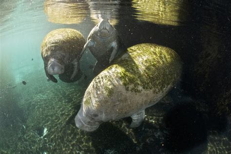 Lamantin bilder – Bläddra bland 4,276 stockfoton, vektorer och videor ...