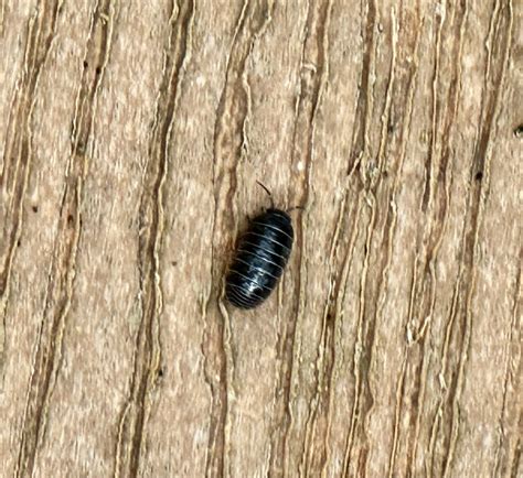 Common Pill Woodlouse From Bobcat Woods Trail Brazoria TX US On