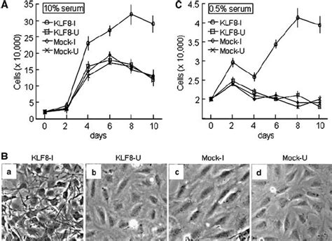 Klf8 Induces Transformed Growth And Morphology A Klf8 Promotes