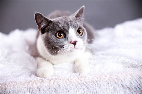 【ipet宠物摄影】三只猫猫摄影宠物摄影ipet宠物摄影原创作品 站酷zcool