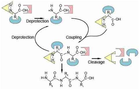 Synthesis of Synthetic Peptides | Domestic Peptides