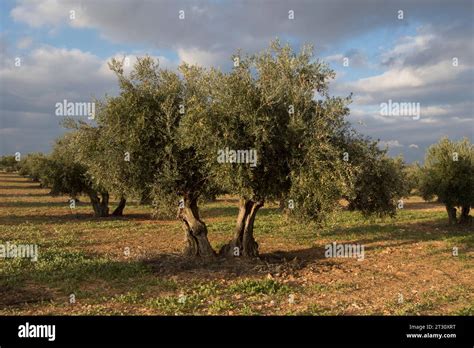 Cultivo De Oliva Hi Res Stock Photography And Images Alamy