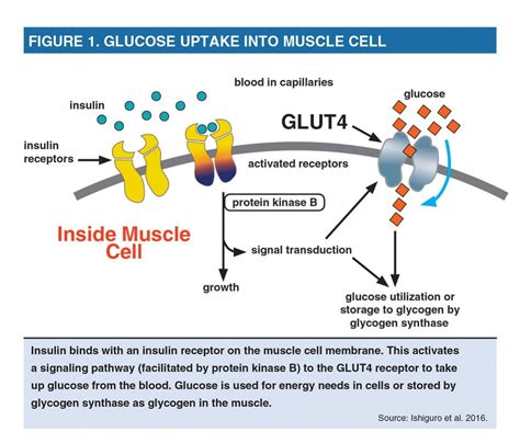 Why Muscular Strength Important To Manage Diabetes Coach Fitness