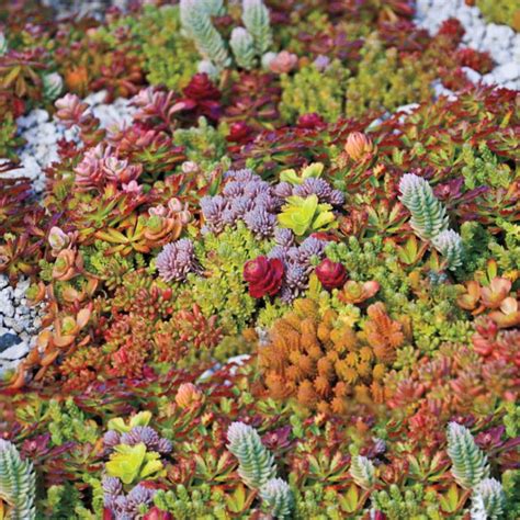 Sedum─ Stonecrop Holly Days Nursery