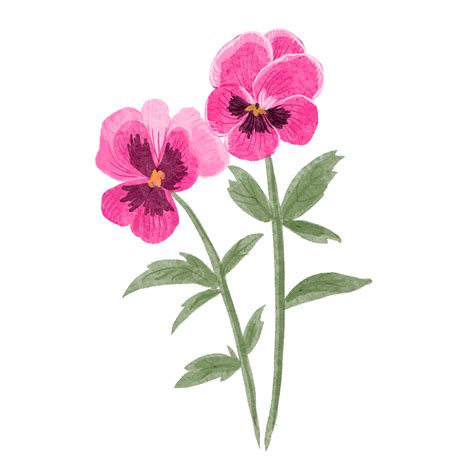 Pansy Watercolor Flowers Pink Two Pansy Watercolor Flowers PNG