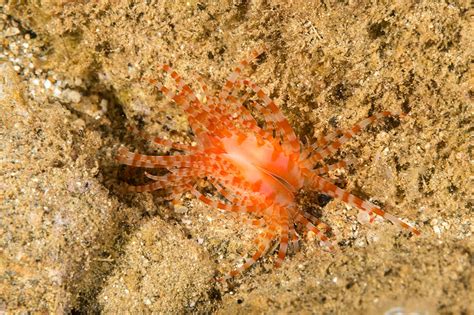 Banded Fileclam 1 Photograph By Andrew J Martinez Pixels