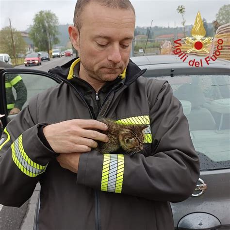 C Un Gattino Nel Motore L Automobilista Si Ferma E Chiama I Vigili