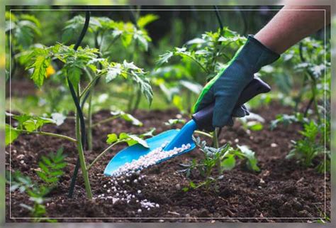 Plant Fertilizers Application And Types Al Ardh Alkhadra