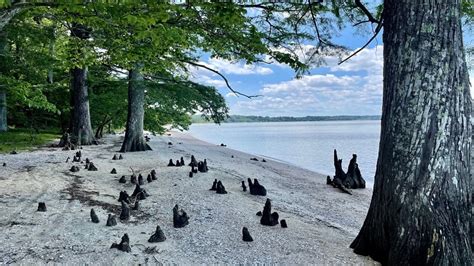 Chippokes State Park: A Coastal Gem in Surry, Virginia