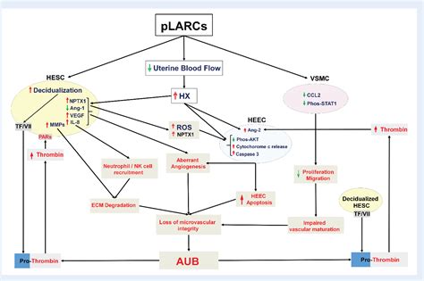 Figure 1 from The role of decidual cells in uterine hemostasis, menstruation, inflammation ...