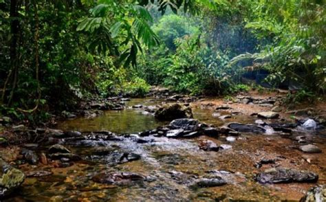 Provinsi Jambi Punya 7 983 Hektare Hutan Adat Terbanyak Di Kabupaten