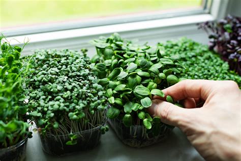 How To Stay Healthy And Grow Microgreens At Home