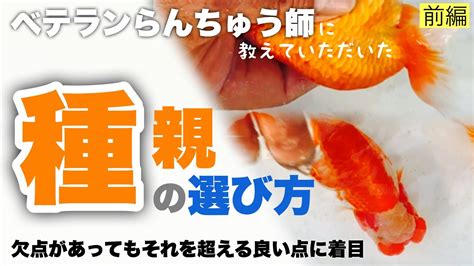 【前編】種親らんちゅうの選び方 ベテランらんちゅう師の安田様に体色・仔引き・採卵などランチュウ飼育についてお話しいただきました😊