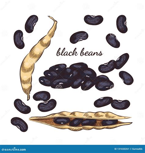 Black Beans Hand Drawn Sketch On White Background Stock Vector