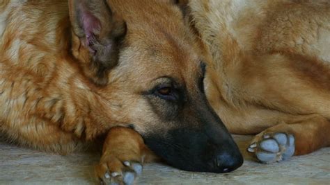 Large Dog Breed German Shepherd Sleeping On The Carpet In The House During The Day Stock Footage ...