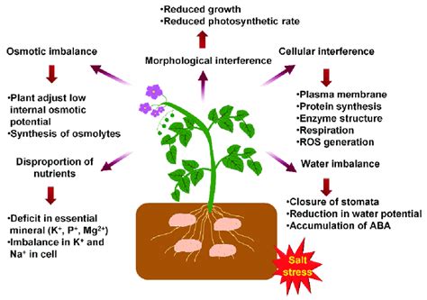 Schematic Model Showing The Effects Of Salinity In Potato Salt Stress