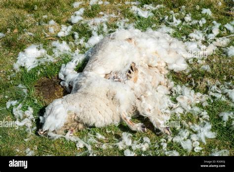 Scotland Dead Animal Hi Res Stock Photography And Images Alamy