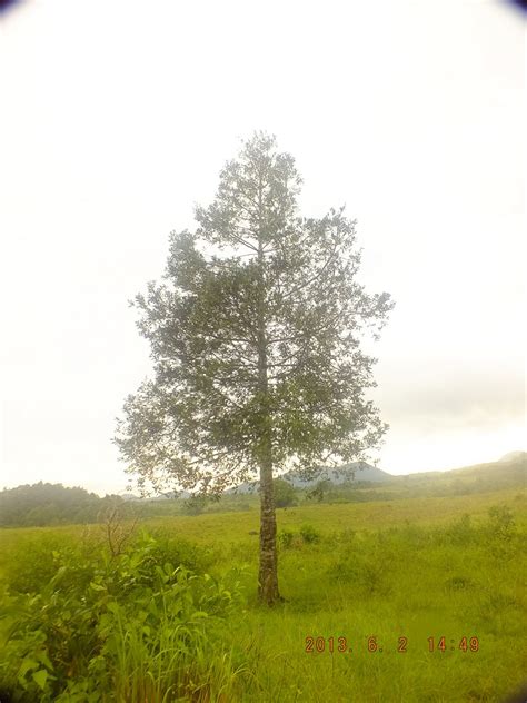 Photography with Dr. Ernie.: Agathis Alba: Young Almaciga Tree in DSB ...