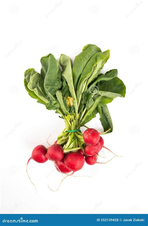 Bunch Of Radishes With Green Leaves Isolated Spring Vegetables On