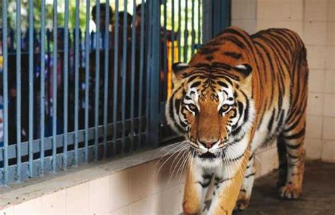 Karachi Zoo, other Recreational Spots to Reopen | OyeYeah