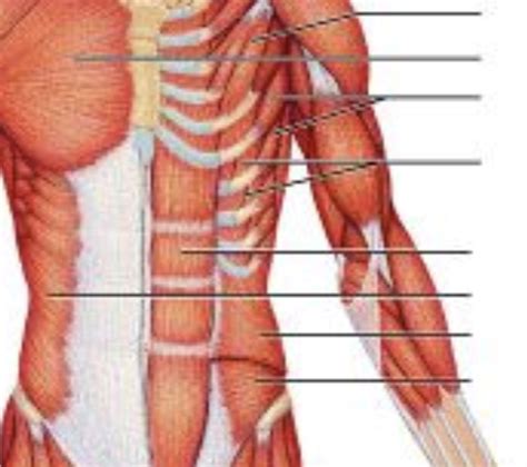 Anterior Abdominal Thorax Muscles Diagram Quizlet