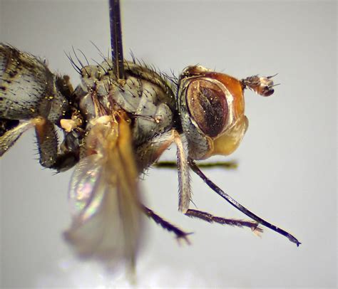 Zodion Cinereum Female Head Thorax Elveden Centerparc Flickr