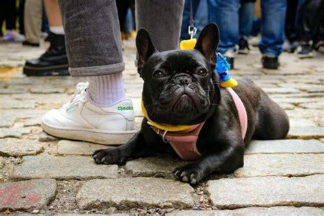 17 Adorable Black French Bulldogs - FrenchieWiki