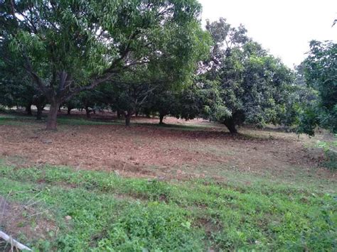 Agricultural Land 11 Acre For Sale In Dahanu Palghar Rei893171