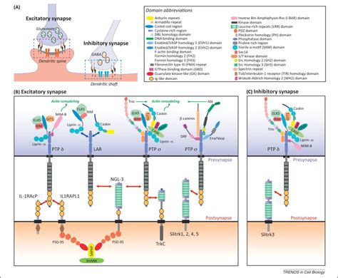 Lar Rptps Synaptic Adhesion Molecules That Shape Synapse Development