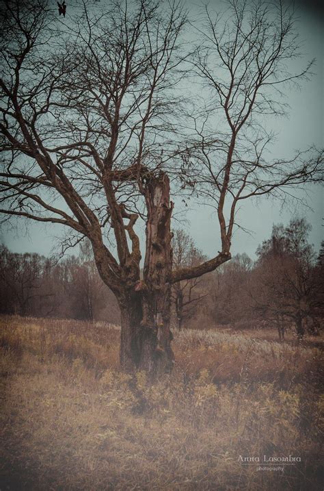 Pin De Anna Lasombra Em Mystical Nature