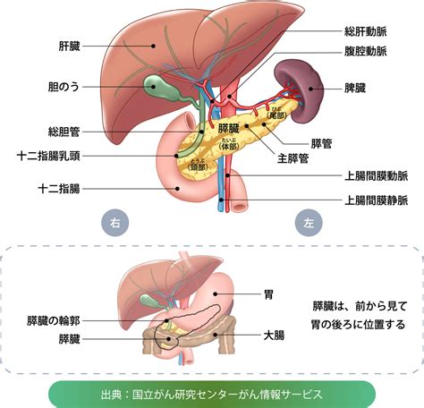 膵（すい）がん 国立がん研究センター 東病院