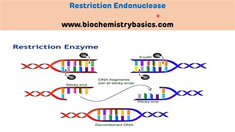 Introduction To Restriction Endonucleases Restriction Enzymes Youtube