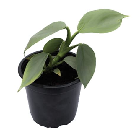 Philodendron Silver Arrow Phisilarr13l 2699 Wals Plant Land