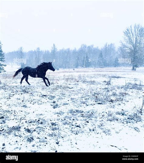 Horse running in snow Stock Photo - Alamy