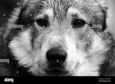 Hunting Wolf Dog In Black And White Stock Photo Alamy