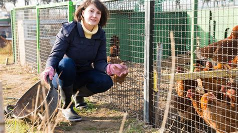 Time Saving Hacks For Chicken Keepers Dine A Chook