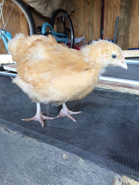 5 Week Old Chicks Can I Get Some Gender Help Picture Heavy