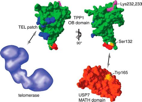 The Shelterin Component Tpp Is A Binding Partner And Substrate For The