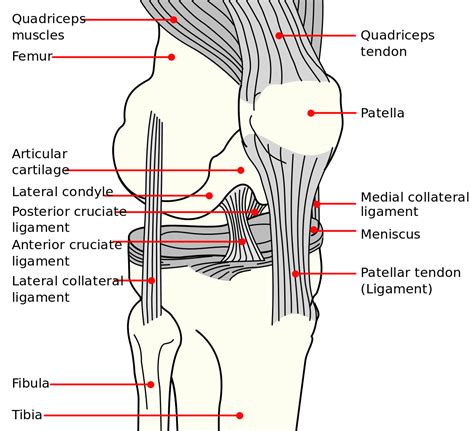 Knee Joint Anatomy Chart In 2020 Joints Anatomy Knee Joint Knee Images