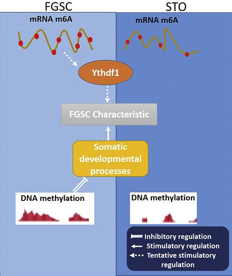 Comparison Of RNA M6A And DNA Methylation Profiles Between Mouse Female