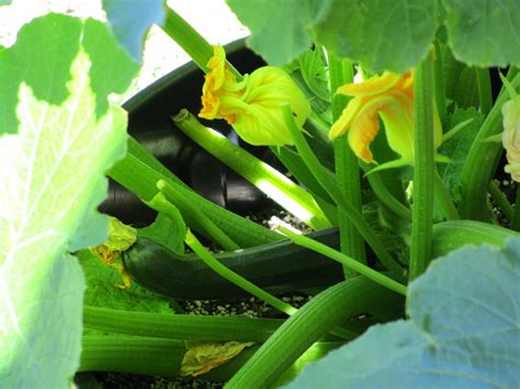 Growing Zucchini In Containers