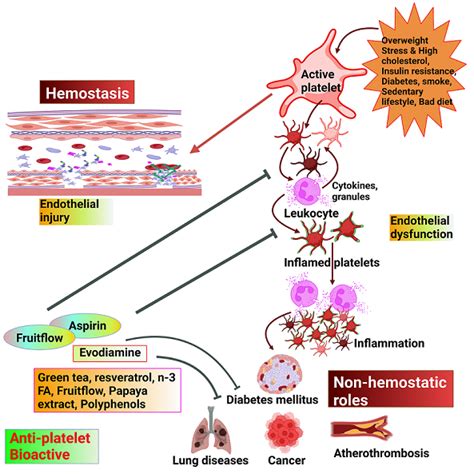 Non Hemostatic Functions Of Human Blood Platelets Effects Of Bioactive